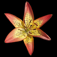 lily red yellow 1